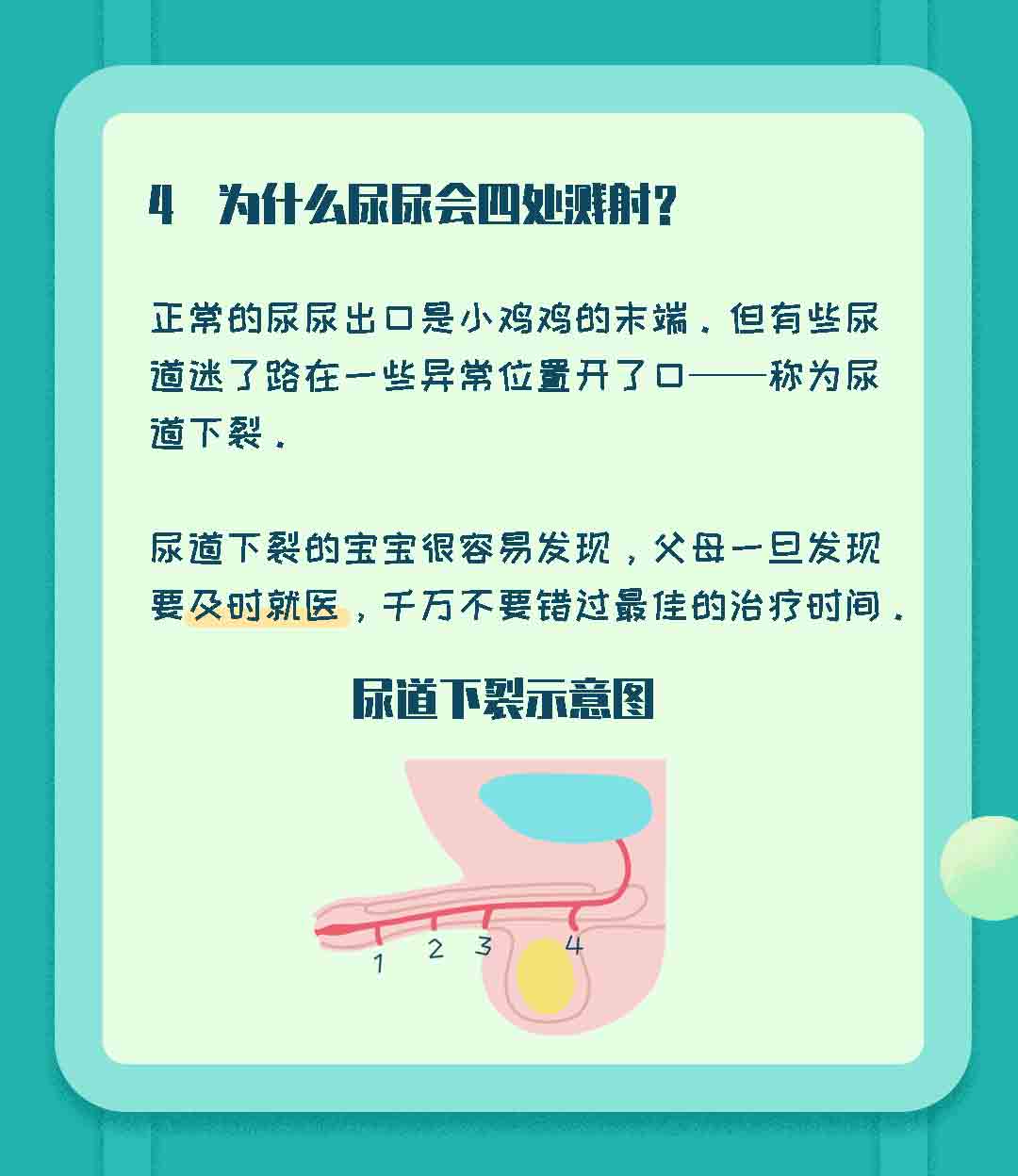 小鸡鸡的长度也有标准?这些秘密父母一定要知道!